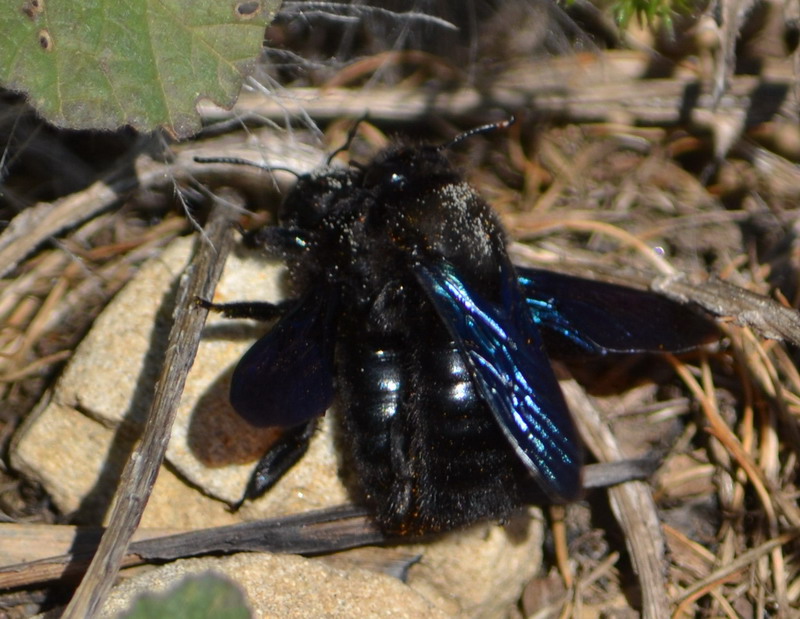 Xilocopa violacea